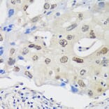 Immunohistochemistry - Anti-UCKL1 Antibody (A90729) - Antibodies.com
