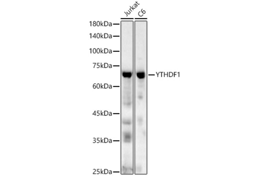 Western Blot - Anti-YTHDF1 Antibody (A90730) - Antibodies.com