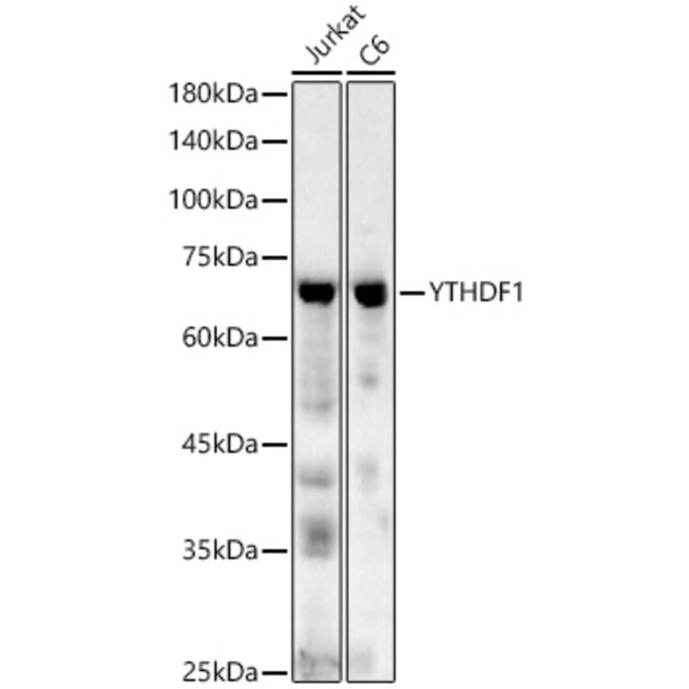 Western Blot - Anti-YTHDF1 Antibody (A90730) - Antibodies.com