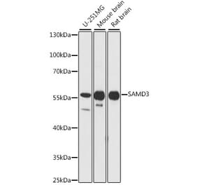 Western Blot - Anti-SAMD3 Antibody (A90731) - Antibodies.com