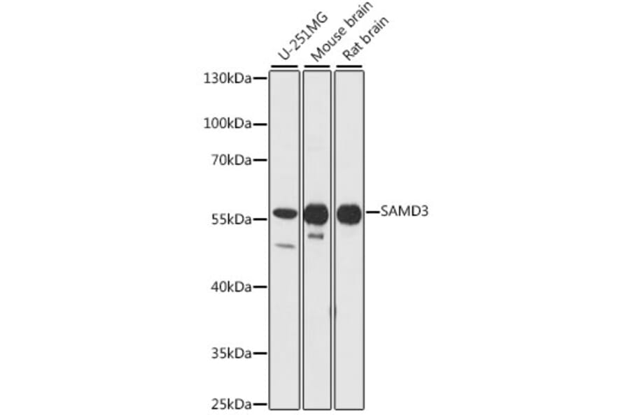 Western Blot - Anti-SAMD3 Antibody (A90731) - Antibodies.com