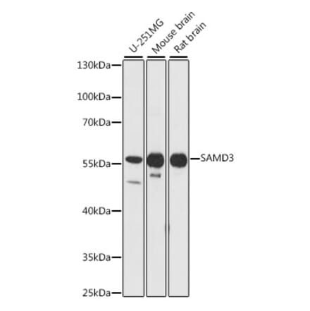 Western Blot - Anti-SAMD3 Antibody (A90731) - Antibodies.com