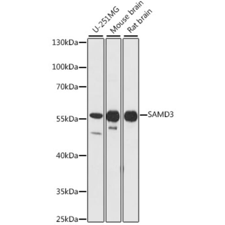Western Blot - Anti-SAMD3 Antibody (A90731) - Antibodies.com