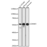 Western Blot - Anti-SAMD3 Antibody (A90731) - Antibodies.com