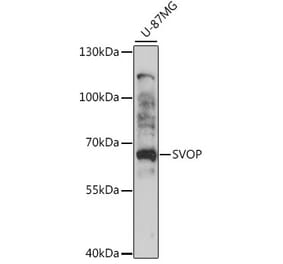 Western Blot - Anti-SVOP Antibody (A90732) - Antibodies.com