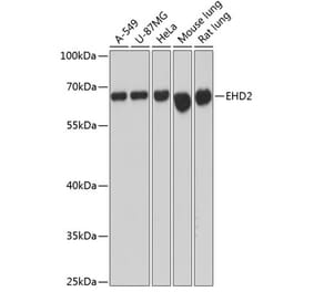 Western Blot - Anti-EHD2 Antibody (A90734) - Antibodies.com