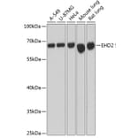 Western Blot - Anti-EHD2 Antibody (A90734) - Antibodies.com