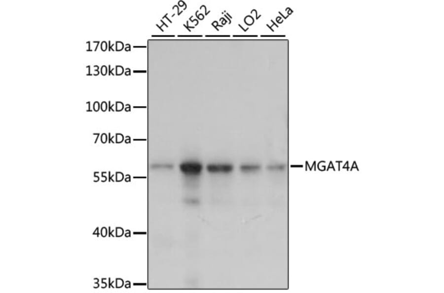 Western Blot - Anti-MGT4A Antibody (A90735) - Antibodies.com