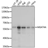 Western Blot - Anti-MGT4A Antibody (A90735) - Antibodies.com