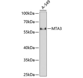 Western Blot - Anti-MTA3 Antibody (A90738) - Antibodies.com