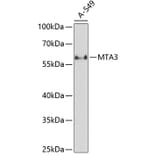 Western Blot - Anti-MTA3 Antibody (A90738) - Antibodies.com