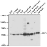 Western Blot - Anti-PDP1/PDP Antibody (A90741) - Antibodies.com