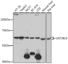 Western Blot - Anti-UGT2B15 Antibody (A90742) - Antibodies.com