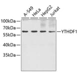 Western Blot - Anti-YTHDF1 Antibody (A5985) - Antibodies.com