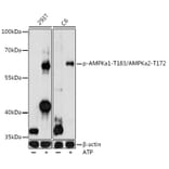 Western Blot - Anti-AMPK alpha 1 (phospho Thr183) + AMPK alpha 2 (phospho Thr172) Antibody (A90745) - Antibodies.com