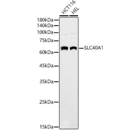 Western Blot - Anti-SLC40A1 Antibody (A90746) - Antibodies.com