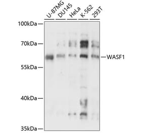 Western Blot - Anti-WAVE 1 Antibody (A90747) - Antibodies.com