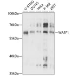 Western Blot - Anti-WAVE 1 Antibody (A90747) - Antibodies.com