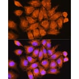 Immunofluorescence - Anti-CCDC11 Antibody (A90748) - Antibodies.com