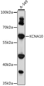 Western blot analysis of extracts of A-549 cells, using Anti-KCNA10 Antibody (A15681) at 1:1,000 dilution.
Secondary antibody: Goat Anti-Rabbit IgG (H+L) (HRP) (AS014) at 1:10,000 dilution.
Lysates / proteins: 25µg per lane.
Blocking buffer: 3% non-fat dry milk in TBST.
Detection: ECL Basic Kit (RM00020).
Exposure time: 60s.