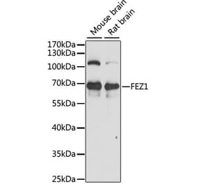 Western Blot - Anti-FEZ1 Antibody (A90750) - Antibodies.com