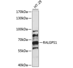 Western Blot - Anti-RALGPS1 Antibody (A90752) - Antibodies.com