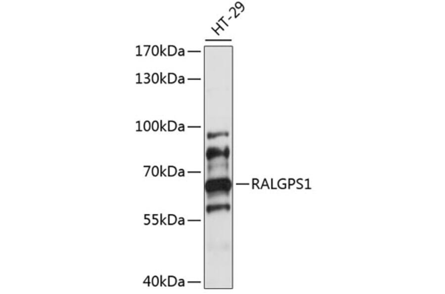 Western Blot - Anti-RALGPS1 Antibody (A90752) - Antibodies.com