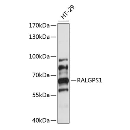 Western Blot - Anti-RALGPS1 Antibody (A90752) - Antibodies.com