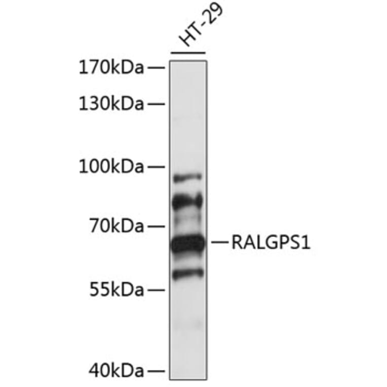Western Blot - Anti-RALGPS1 Antibody (A90752) - Antibodies.com