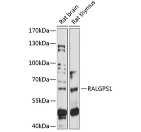 Western Blot - Anti-RALGPS1 Antibody (A90753) - Antibodies.com