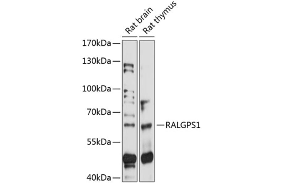Western Blot - Anti-RALGPS1 Antibody (A90753) - Antibodies.com
