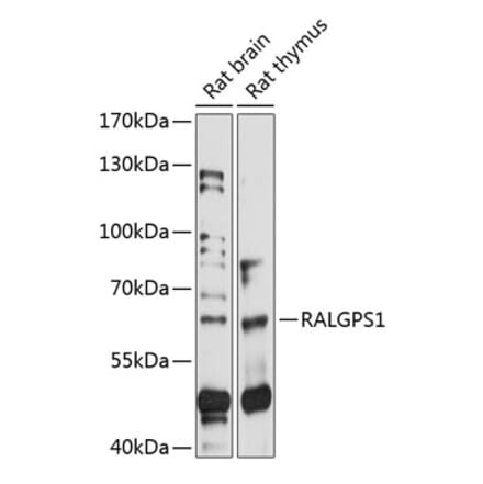 Western Blot - Anti-RALGPS1 Antibody (A90753) - Antibodies.com