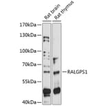 Western Blot - Anti-RALGPS1 Antibody (A90753) - Antibodies.com