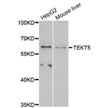 Western Blot - Anti-TEKT5 Antibody (A12378) - Antibodies.com