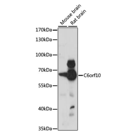 Western Blot - Anti-C6ORF10 Antibody (A90757) - Antibodies.com