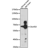 Western Blot - Anti-C6ORF10 Antibody (A90757) - Antibodies.com