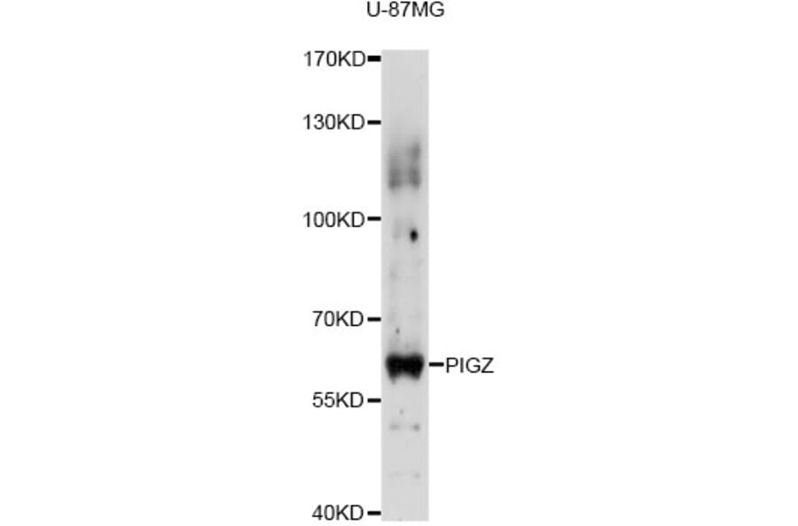 Western Blot - Anti-PIGZ Antibody (A14426) - Antibodies.com