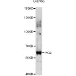 Western Blot - Anti-PIGZ Antibody (A14426) - Antibodies.com