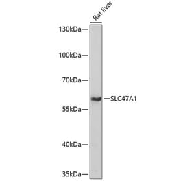 Western Blot - Anti-MATE-1 Antibody (A90765) - Antibodies.com
