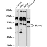 Western Blot - Anti-IRF2BP1 Antibody (A4614) - Antibodies.com