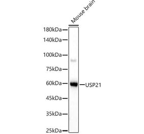 Western Blot - Anti-USP21 Antibody (A90769) - Antibodies.com
