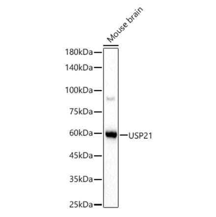 Western Blot - Anti-USP21 Antibody (A90769) - Antibodies.com