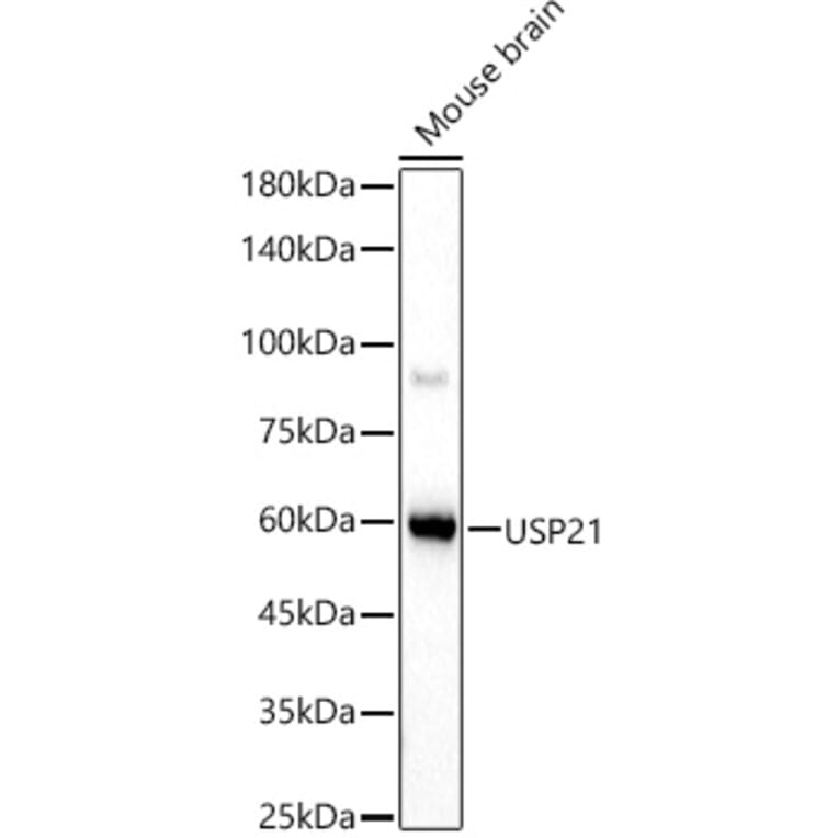 Western Blot - Anti-USP21 Antibody (A90769) - Antibodies.com