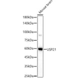 Western Blot - Anti-USP21 Antibody (A90769) - Antibodies.com