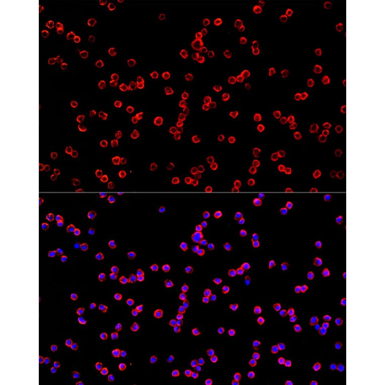 Immunofluorescence - Anti-USP21 Antibody (A90769) - Antibodies.com