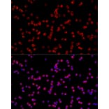 Immunofluorescence - Anti-USP21 Antibody (A90769) - Antibodies.com