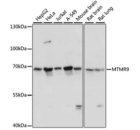 Western Blot - Anti-MTMR9 Antibody (A90770) - Antibodies.com
