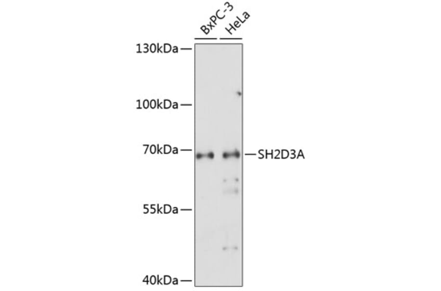 Western Blot - Anti-SH2D3A Antibody (A90773) - Antibodies.com