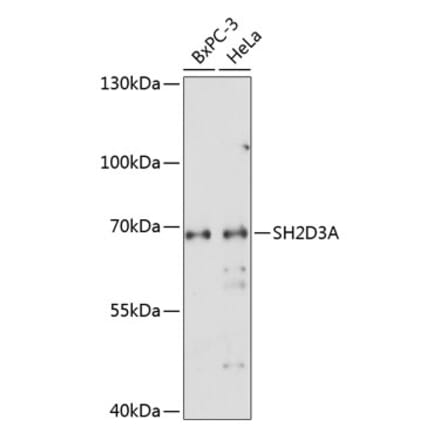 Western Blot - Anti-SH2D3A Antibody (A90773) - Antibodies.com