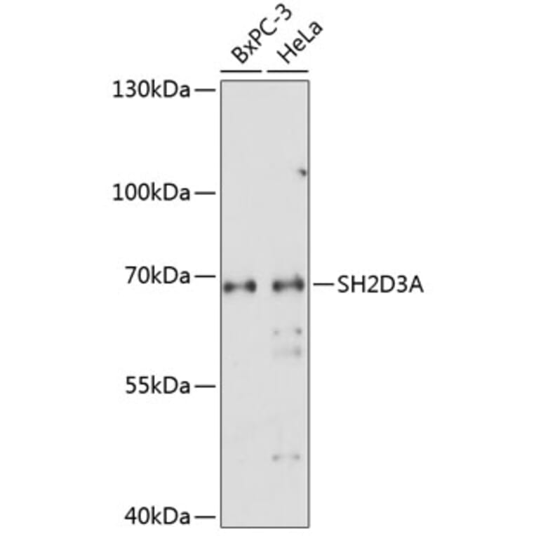 Western Blot - Anti-SH2D3A Antibody (A90773) - Antibodies.com